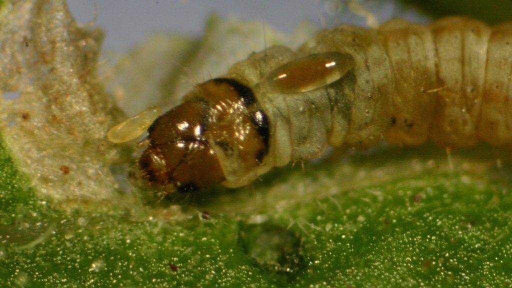 IRTA-larva|IRTA-HortaNet-2